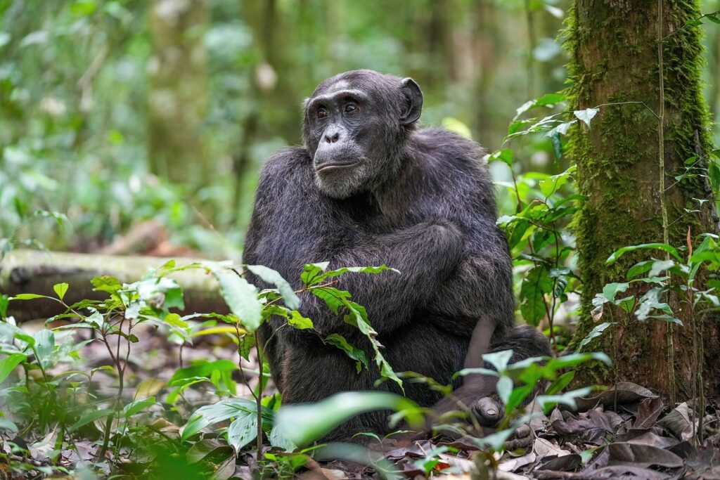 4 Days Murchison Falls & Budongo Chimpanzees