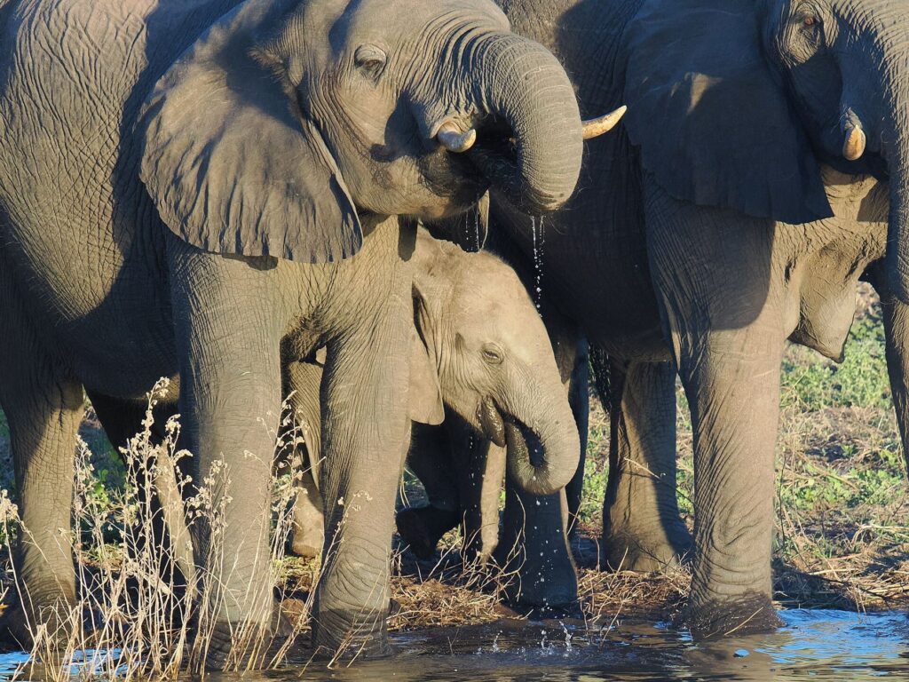 7 Days Victoria Falls & Chobe Safari