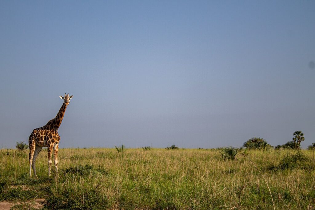 Murchison Falls Wildlife & Birds