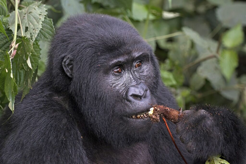 Rwanda