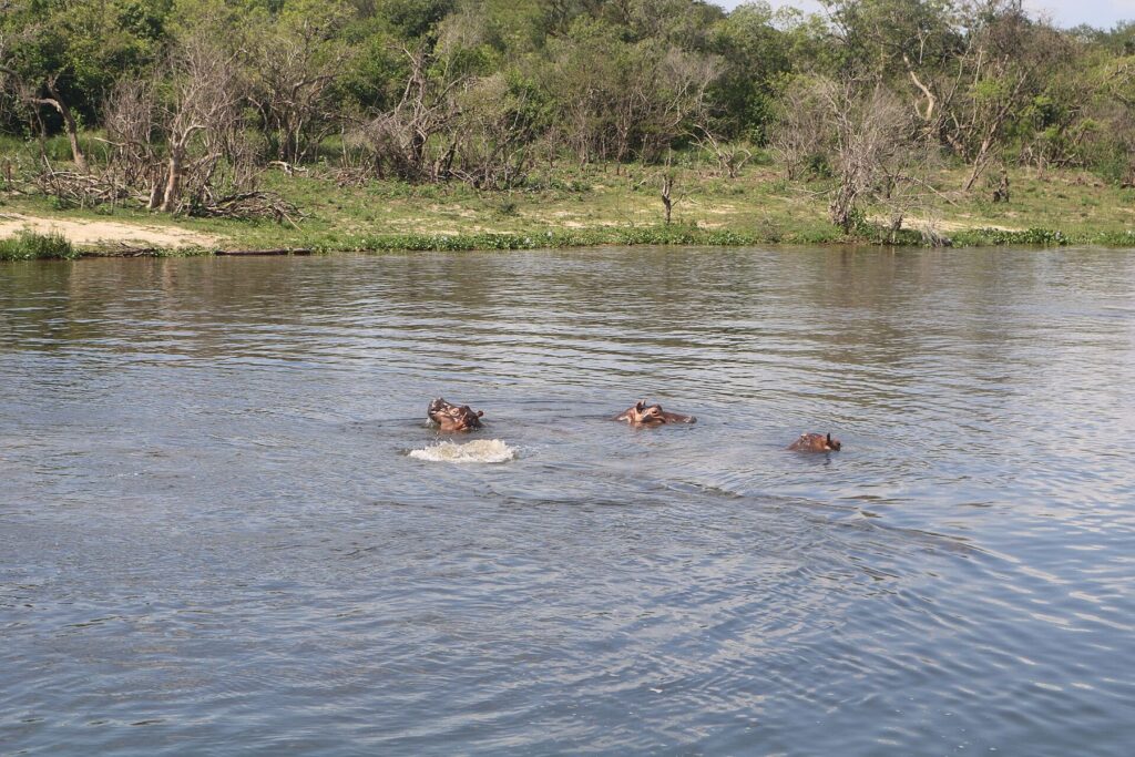 Hippo, near Nile Safari Lodge (area photo)