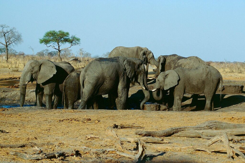 10 Days Victoria Falls, Hwange & Chobe