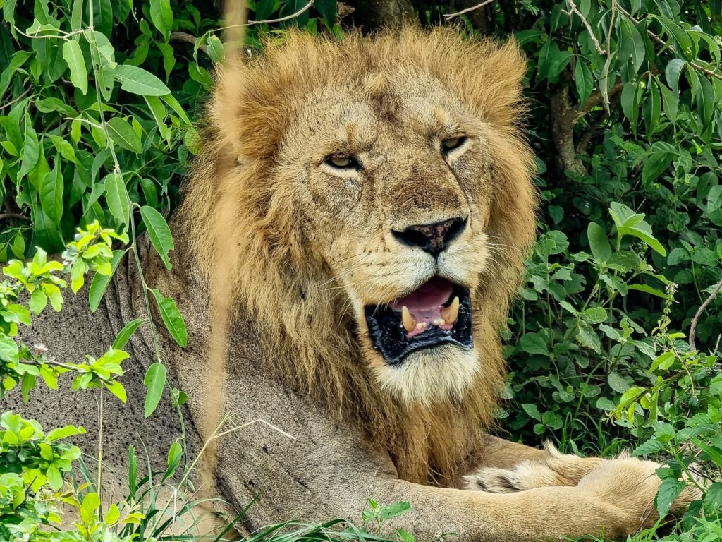 Murchison Falls Safaris & Tours