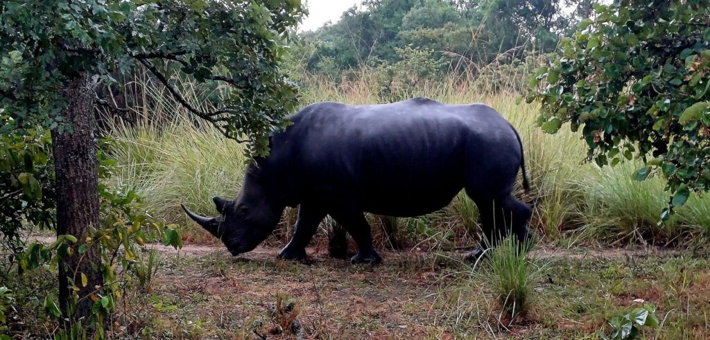 Ziwa Rhino Sanctuary: Rhino Tracking on Foot