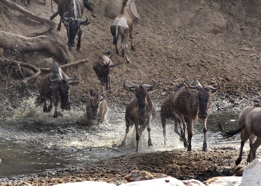 7 Days Kilimanjaro Falls & Northern Tanzania Safari