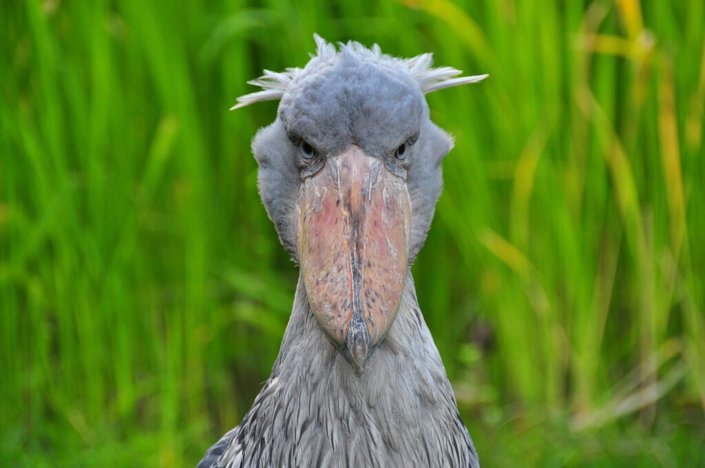 Shoebill