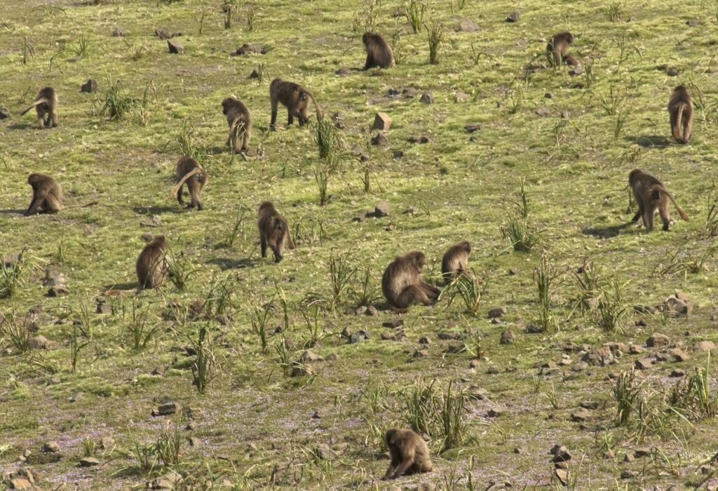 Ethiopia